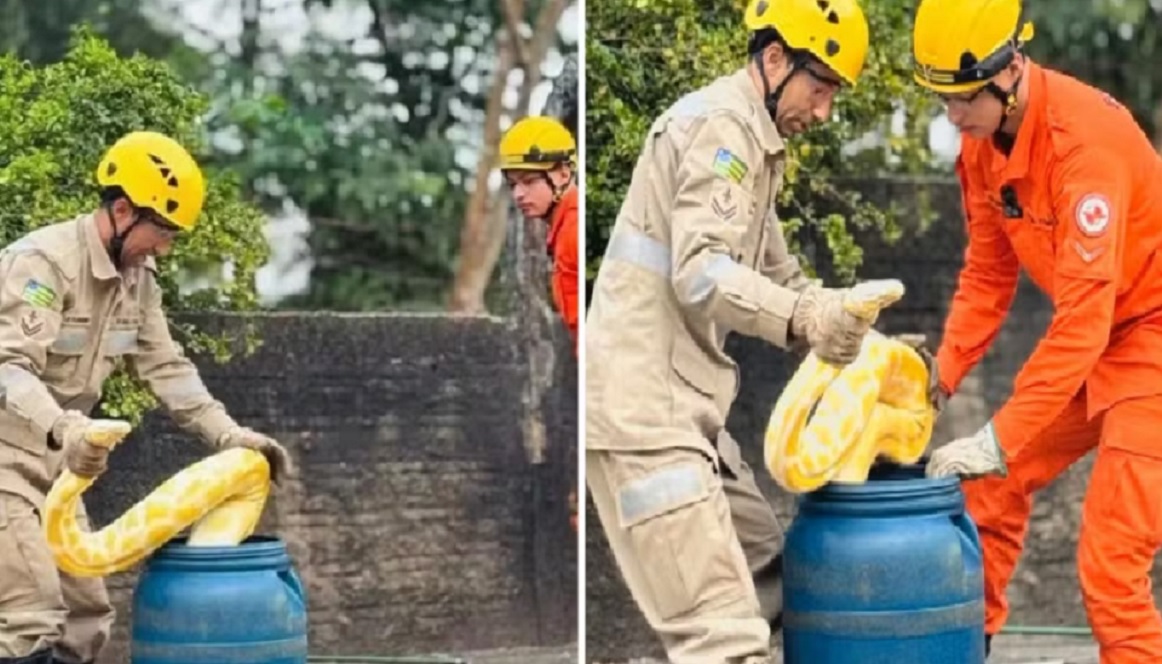 Cobra p&iacute;ton de quatro metros &eacute; capturada &agrave;s margens do Rio Araguaia e entregue a suposto dono