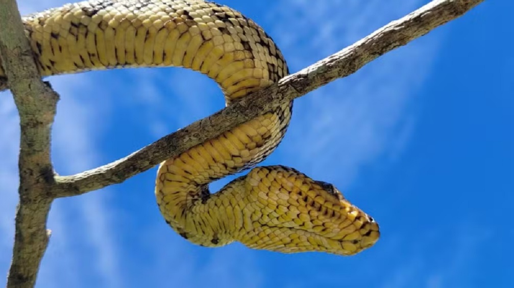 Filhote da jiboia mais rara do mundo &eacute; encontrado vivo pela primeira vez no Brasil