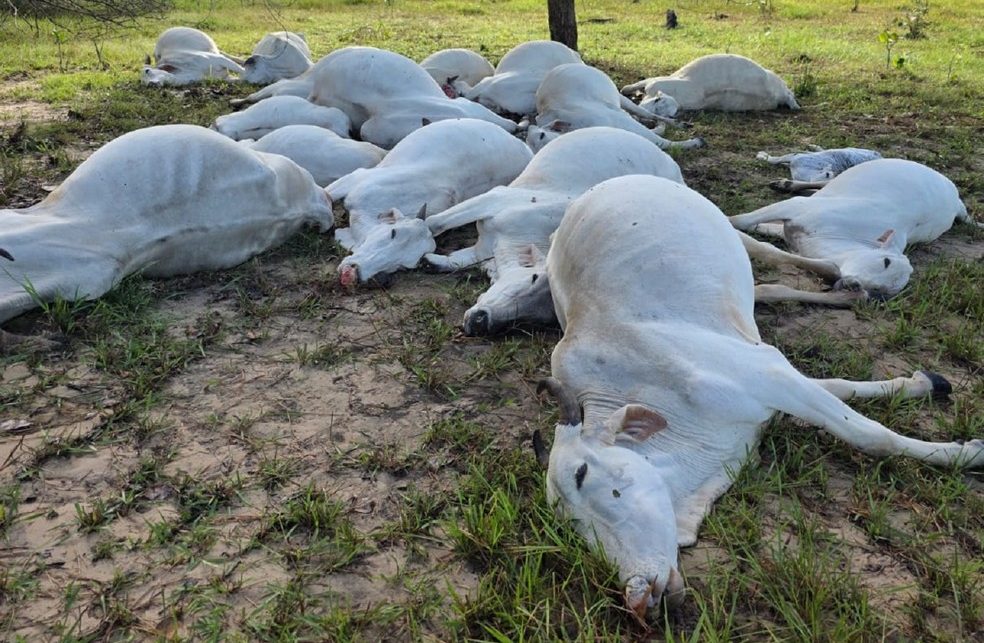 Raio mata 16 bovinos durante chuva forte e preju&iacute;zo chega a R$ 60 mil em fazenda no Tocantins