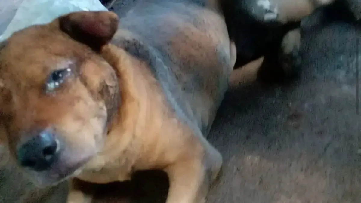 Cachorro queimado por mec&acirc;nico morre ap&oacute;s uma semana internado em Goi&aacute;s