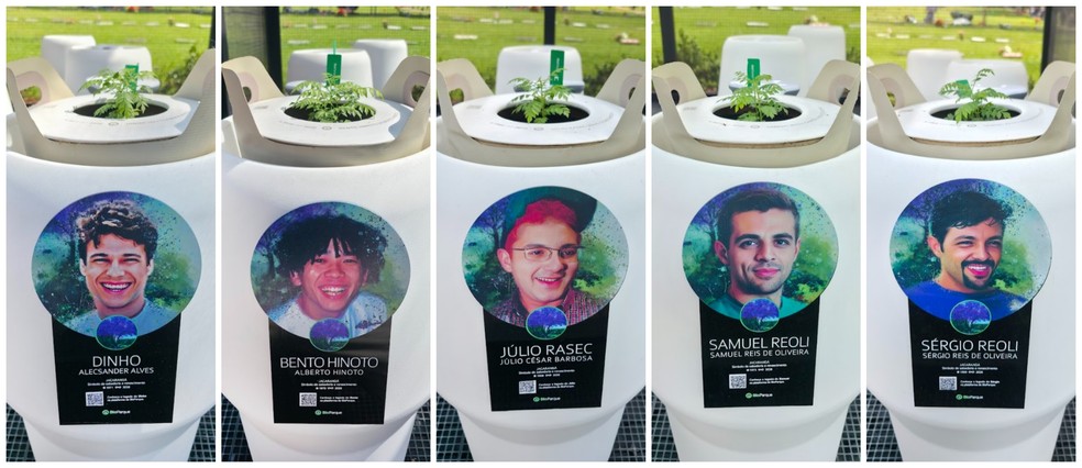 Sementes com cinzas dos Mamonas Assassinas germinam em cemit&eacute;rio de Guarulhos (SP) quase dois meses ap&oacute;s plantio