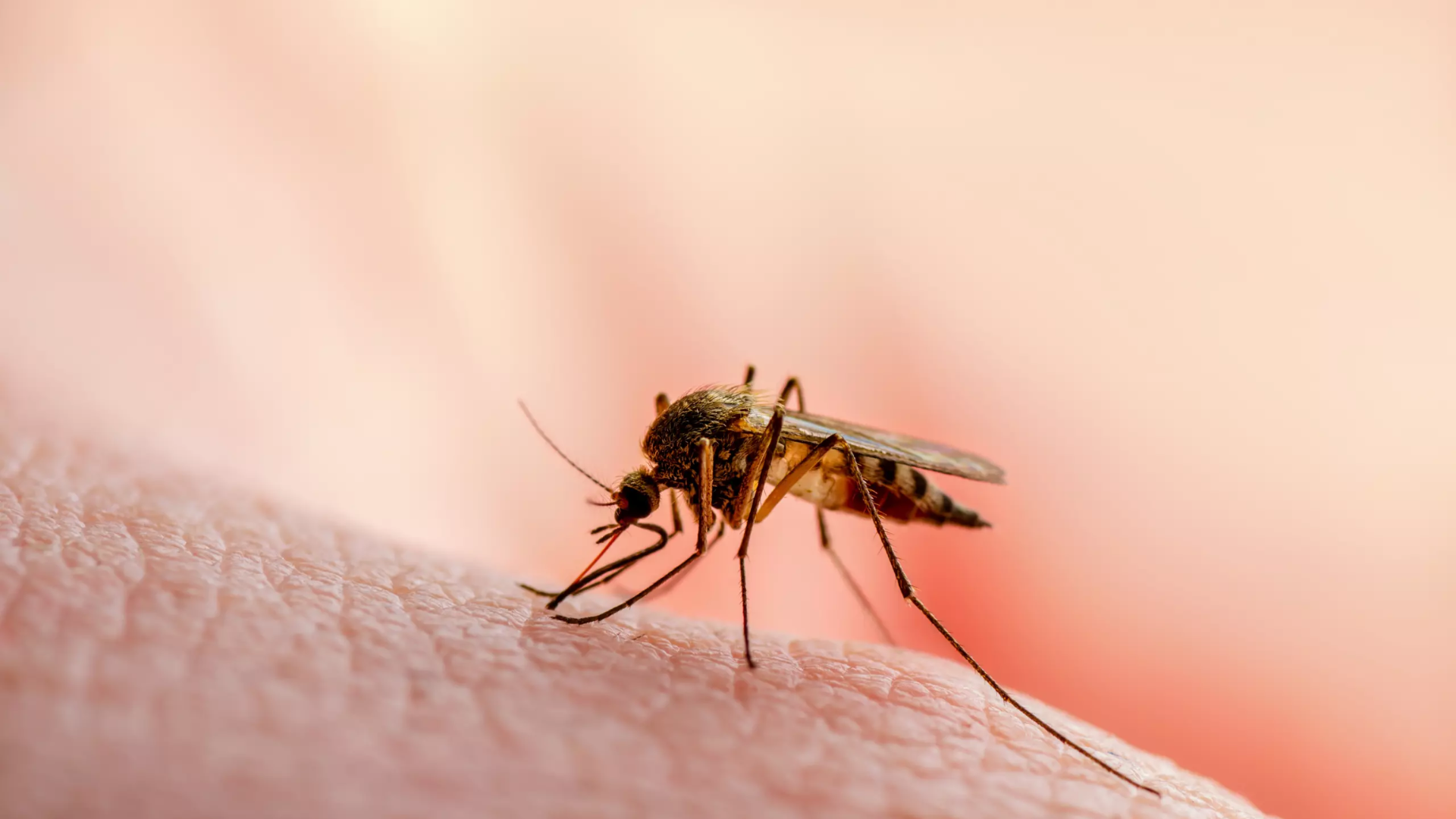 Mal&aacute;ria no Brasil: casos caem, mas doen&ccedil;a ainda exige aten&ccedil;&atilde;o