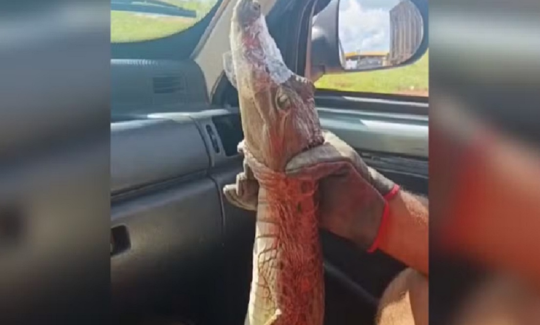 Filhote de jacar&eacute; invade escola no Tocantins e mobiliza resgate de bombeiros; veja v&iacute;deo