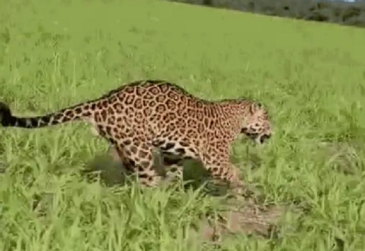 Fazendeiro registra on&ccedil;a-pintada &ldquo;escoltando&rdquo; carro em cena impressionante; veja v&iacute;deo