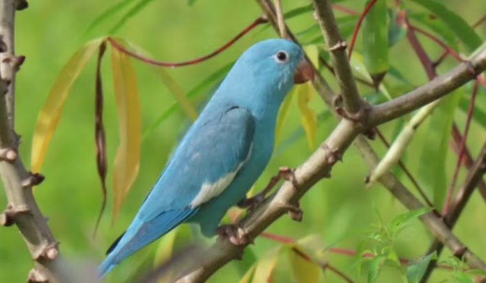 Ave rara com colora&ccedil;&atilde;o azul &eacute; registrada no Tocantins e chama aten&ccedil;&atilde;o
