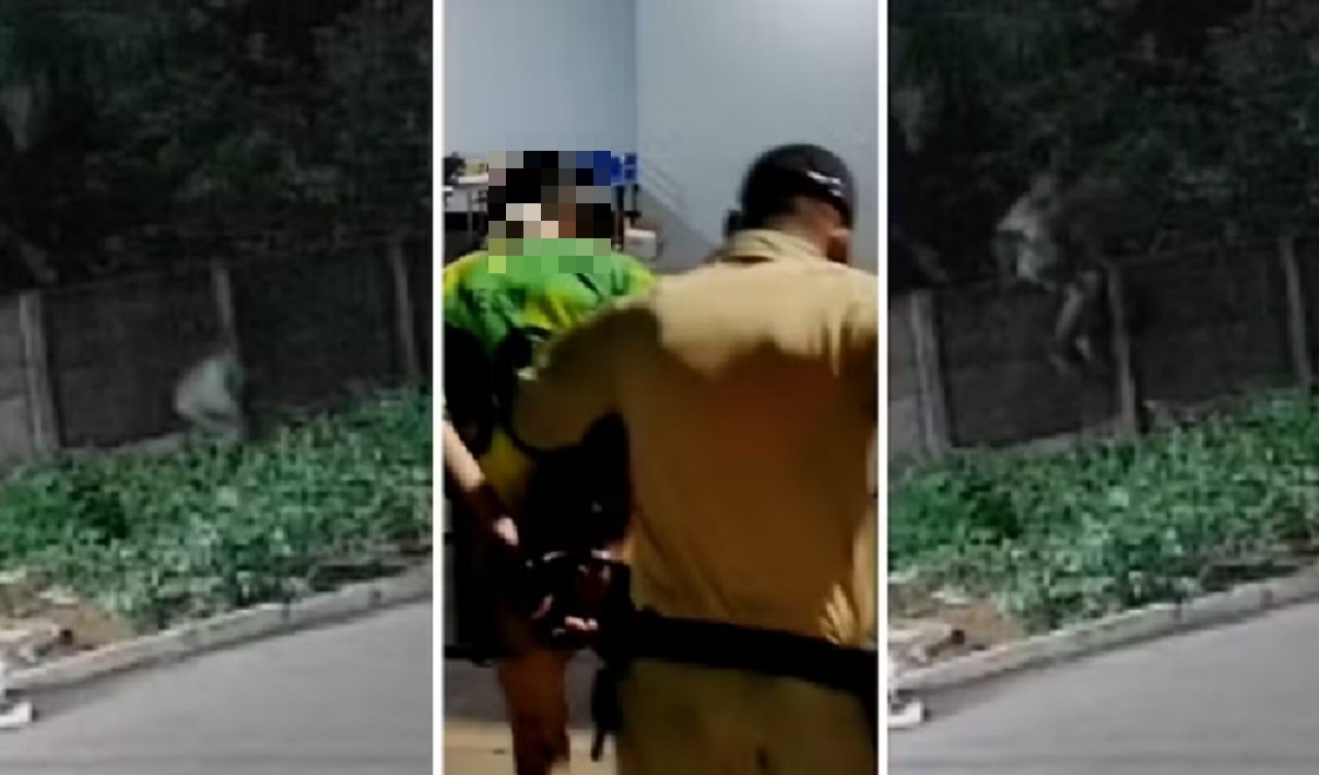 Veja o que se sabe sobre o pitbull que morreu ao defender tutor durante invas&atilde;o em Porto Nacional (TO)