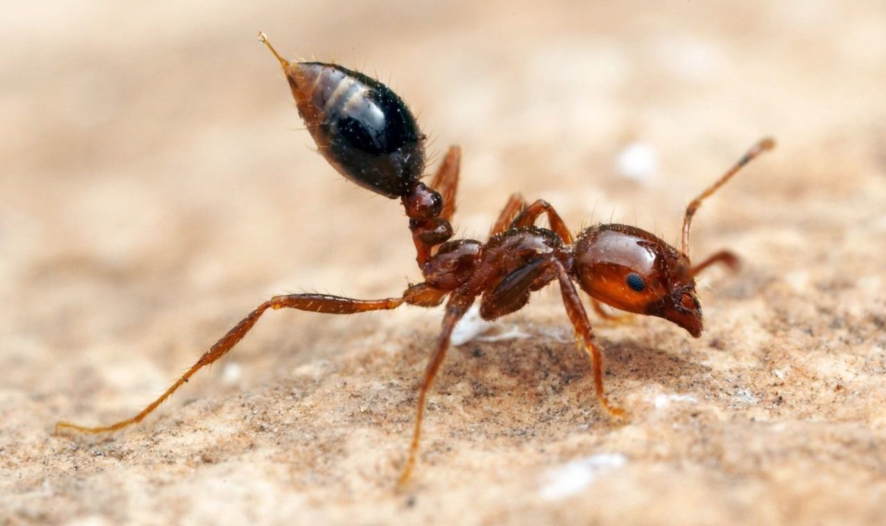 Estudo alerta para avan&ccedil;o de formigas-de-fogo no Brasil e riscos &agrave; sa&uacute;de e biodiversidade