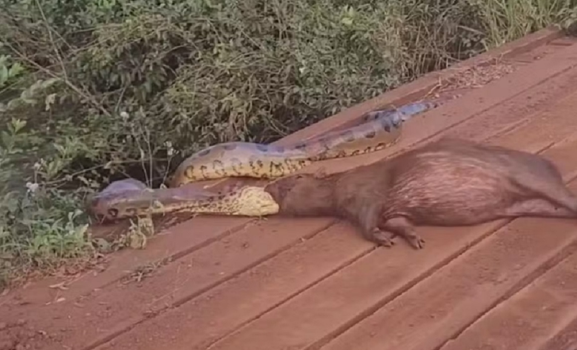 Sucuri &eacute; flagrada tentando capturar capivara &agrave;s margens de c&oacute;rrego; veja v&iacute;deo