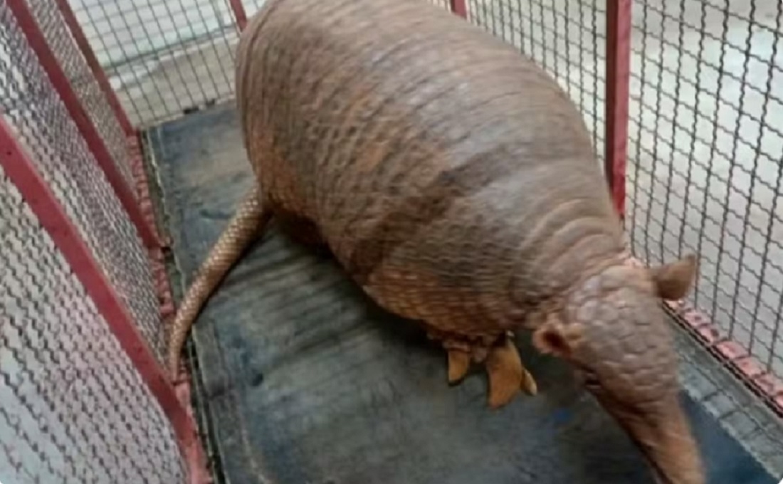 V&iacute;deo: tatu gigante de quase 30 kg surpreende moradores e exige opera&ccedil;&atilde;o especial de resgate