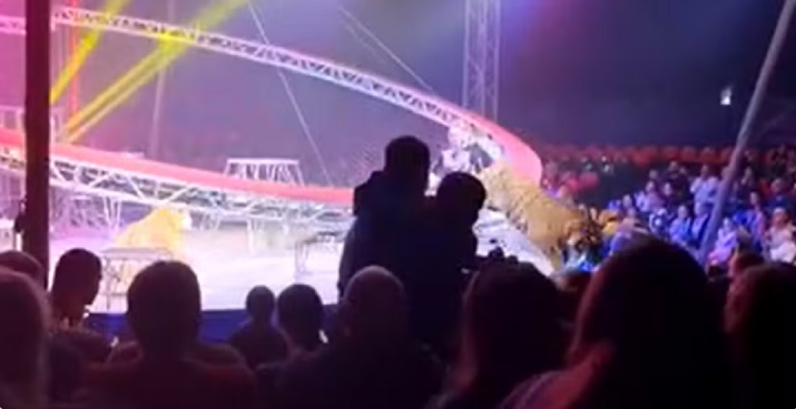 V&iacute;deo: tigre salta em dire&ccedil;&atilde;o &agrave; plateia ap&oacute;s falha em barreira durante espet&aacute;culo de circo