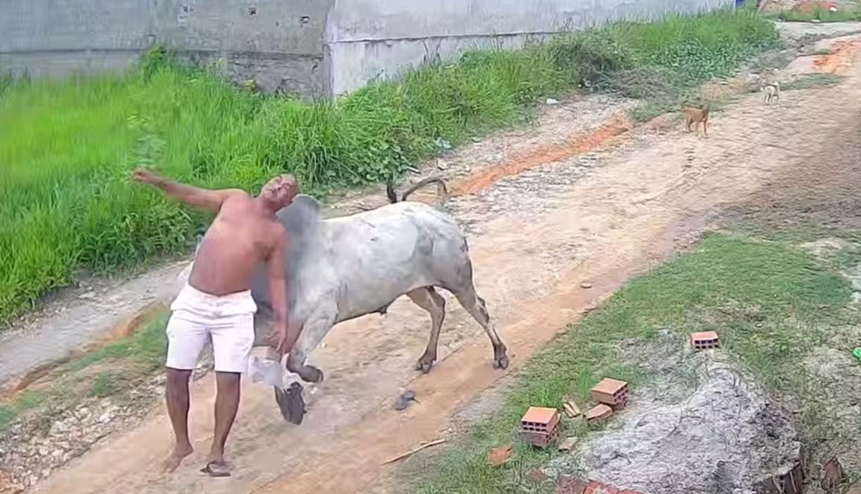 Homem &eacute; atacado por boi solto e fica ferido em rua de Pernambuco