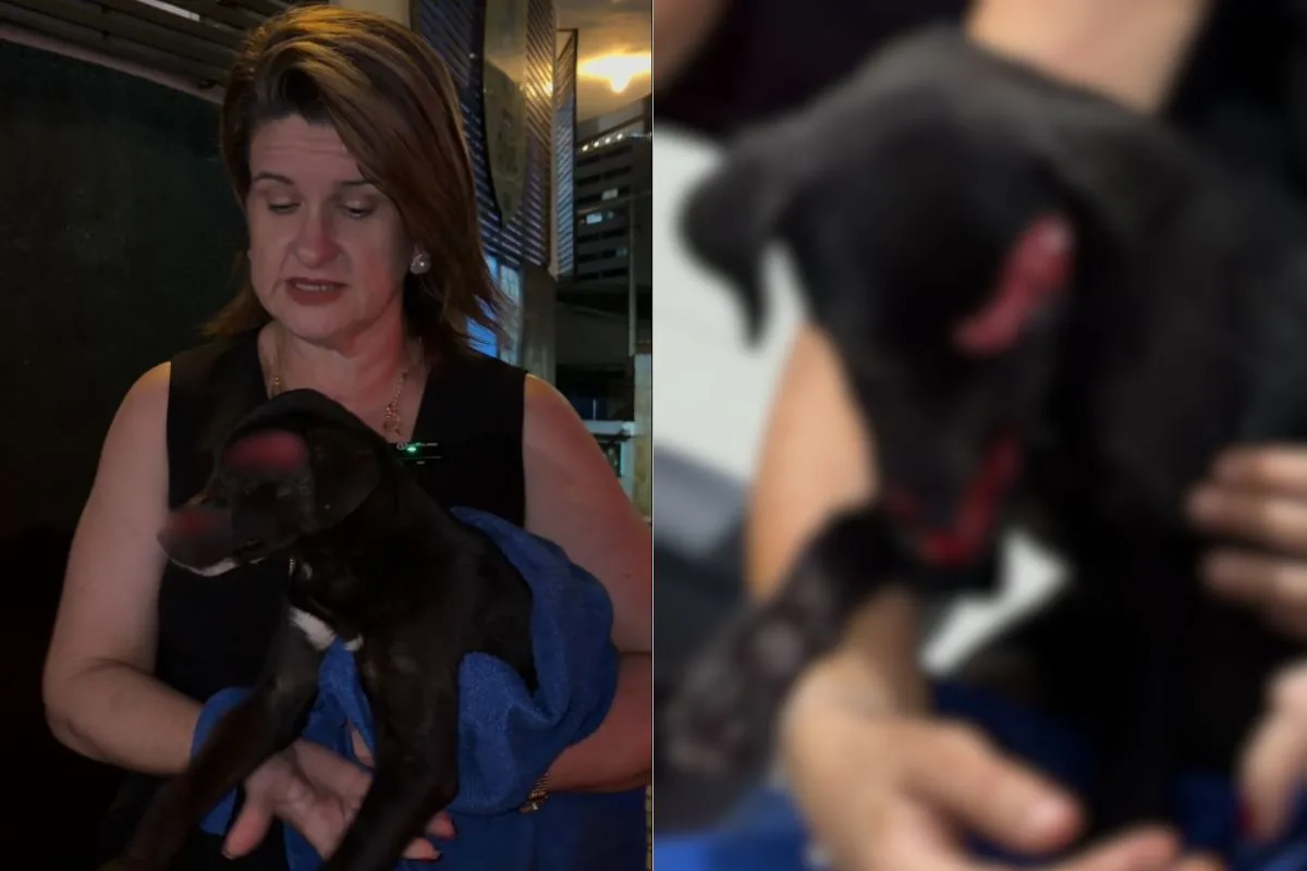 Homem ataca cachorrinha com foice enferrujada e &eacute; preso em Goi&aacute;s