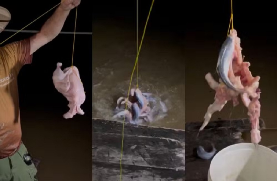 V&iacute;deo impressiona ao mostrar candirus destruindo frango em menos de 2 minutos