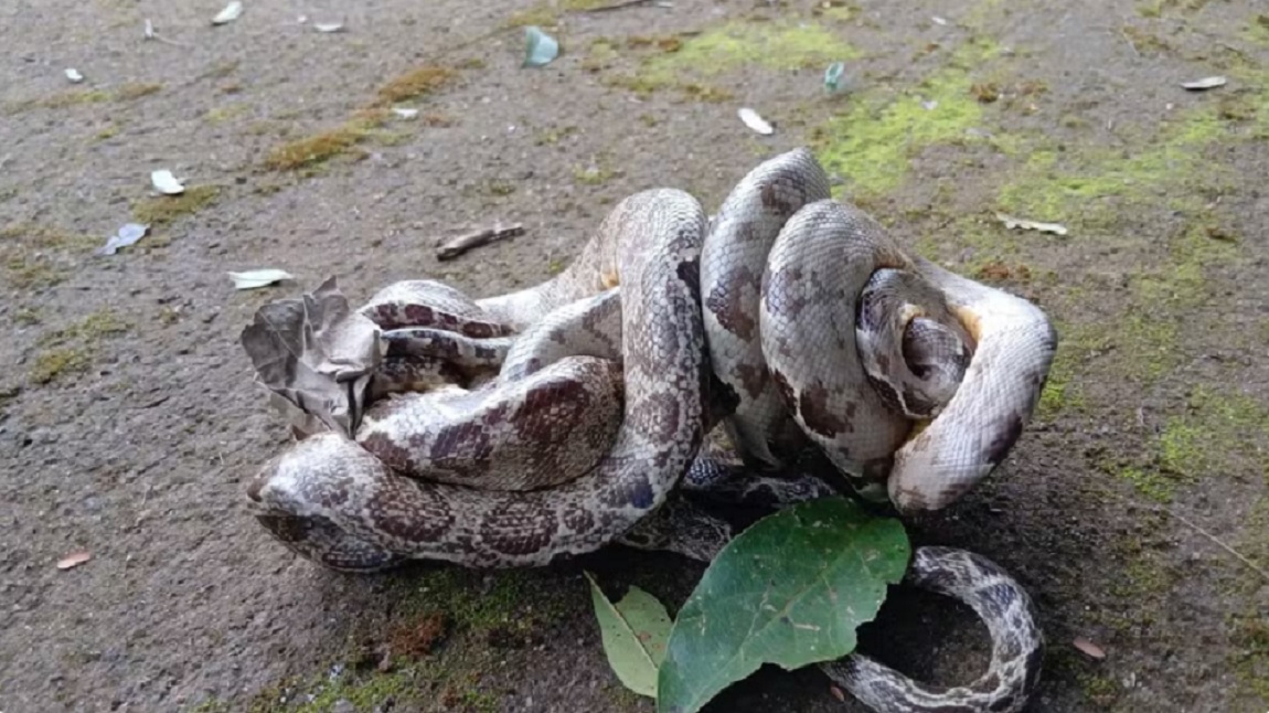 Duas cobras s&atilde;o flagradas &ldquo;abra&ccedil;adas&rdquo; em universidade e cena viraliza; veja v&iacute;deo