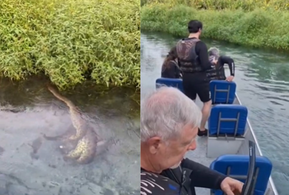 Guia e turistas flagram sucuri devorando porco-do-mato em &aacute;guas cristalinas de MS