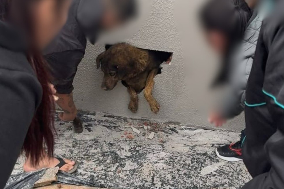 Cadela &eacute; resgatada de dentro de parede concretada ap&oacute;s ficar cerca de 10 dias desaparecida