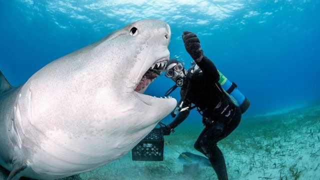 Mergulhador morre ap&oacute;s ataque de tubar&atilde;o durante pescaria submarina na Austr&aacute;lia