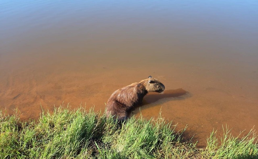 Capivara fica parapl&eacute;gica ap&oacute;s ser baleada em Aragua&iacute;na (TO) e caso revolta moradores