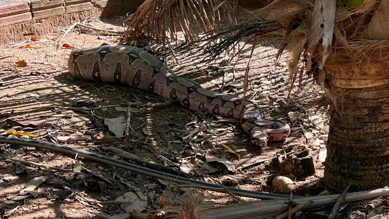 Jiboia &eacute; capturada ap&oacute;s atacar galinheiro em Palmas