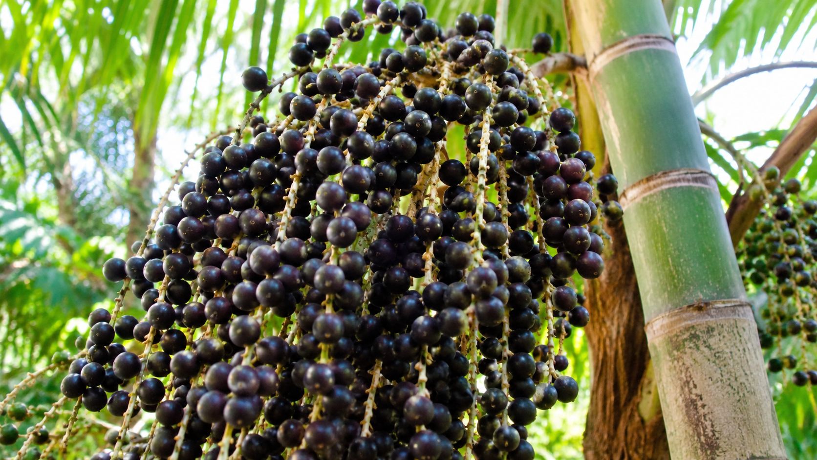 Cientistas sequenciam genoma do a&ccedil;a&iacute; e abrem caminho para frutos mais produtivos e resistentes