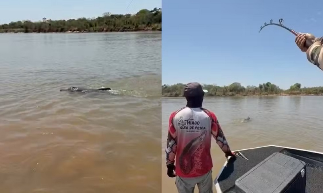 Caso raro: boto &eacute; fisgado acidentalmente durante pescaria no Rio Araguaia e v&iacute;deo viraliza
