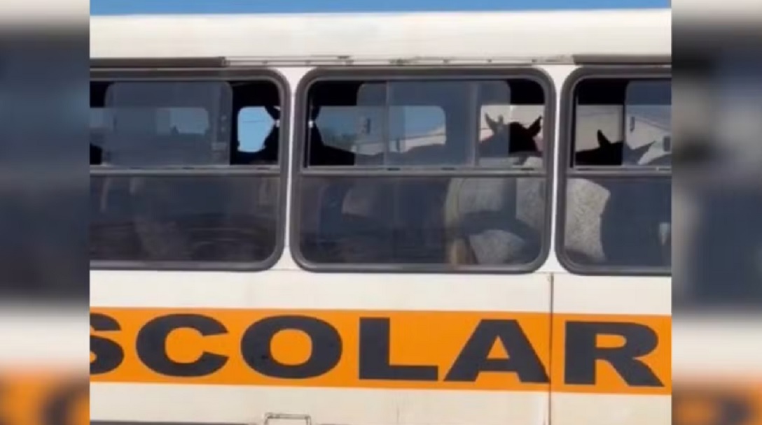 Entenda o v&iacute;deo que viralizou ao mostrar cavalos sendo transportados em &ocirc;nibus no Tocantins