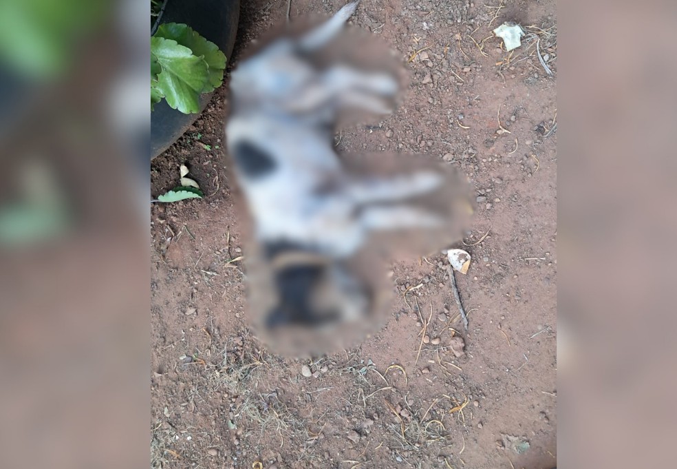 Cachorro morre ap&oacute;s ser atacado por dois pitbulls em rua de Palmas TO