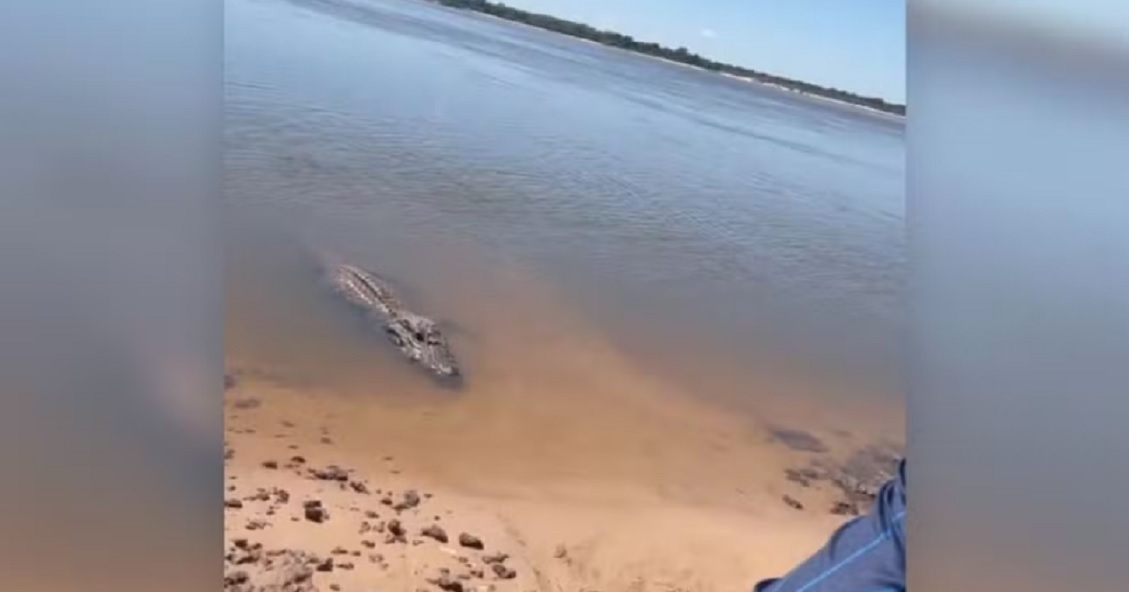 V&iacute;deo de jacar&eacute; que atende chamado de pescador impressiona e viraliza no Tocantins