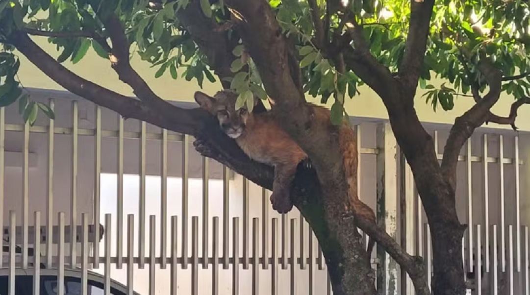 On&ccedil;a-parda &eacute; encontrada descansando em &aacute;rvore e surpreende moradores