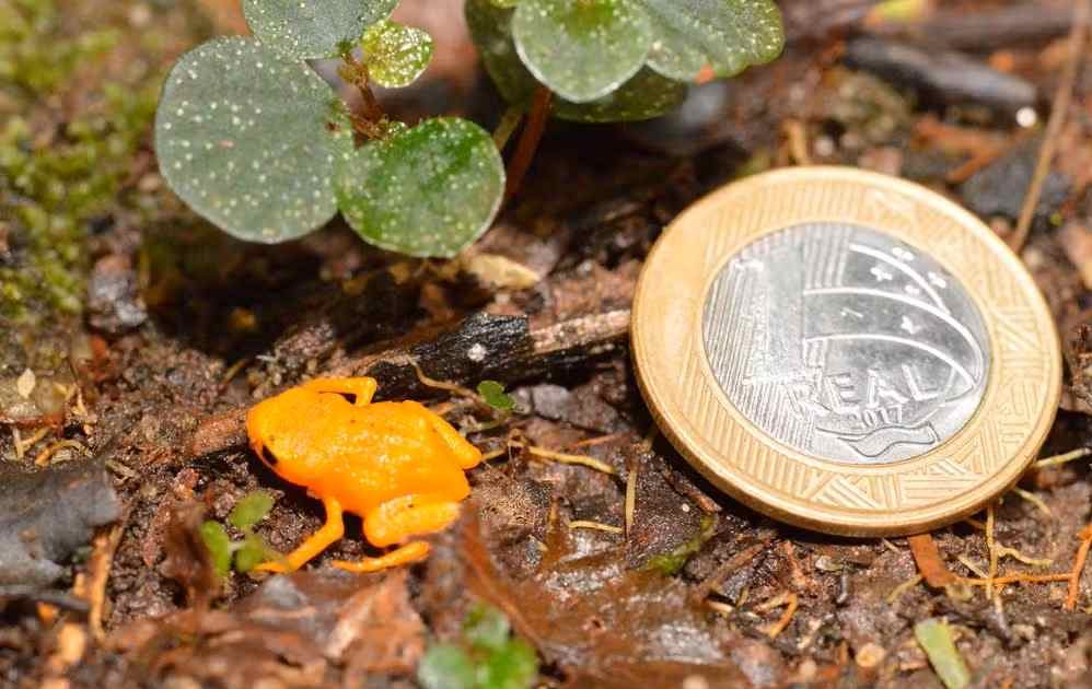 Sapinho-pingo-de-ouro amea&ccedil;a desaparecer e impressiona por medir apenas 1 cent&iacute;metro