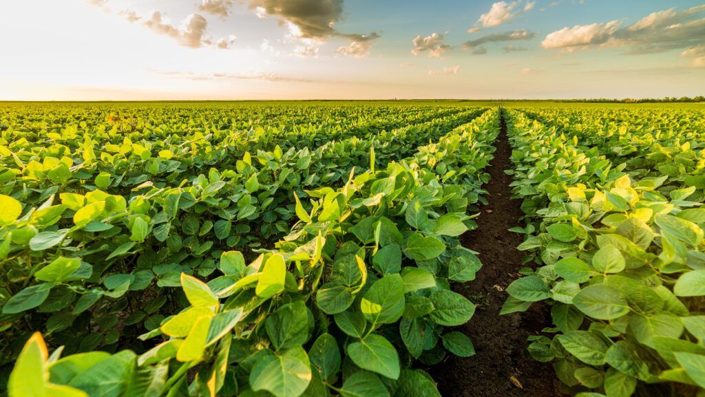 Governo finaliza Plano Safra 2026/27 com previs&atilde;o de R$ 652 bilh&otilde;es para o agro