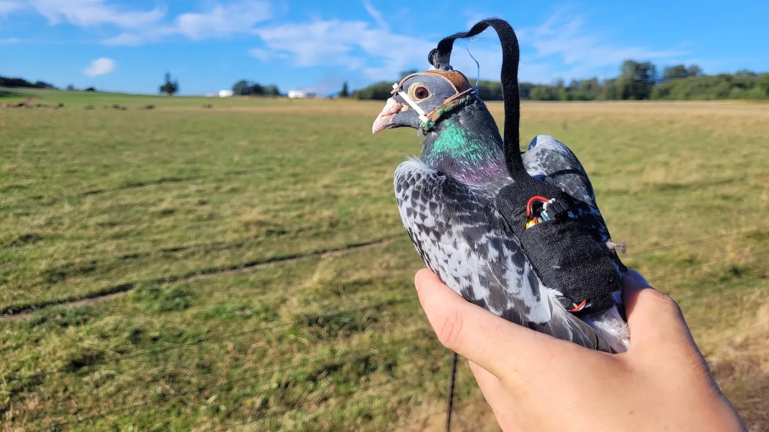Por que cientistas colocaram mochilas min&uacute;sculas em pombos? Estudo revela descoberta surpreendente