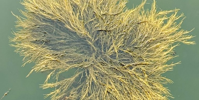 Alga do Atl&acirc;ntico Norte ganha espa&ccedil;o no campo e ajuda agricultores a enfrentar desafios clim&aacute;ticos