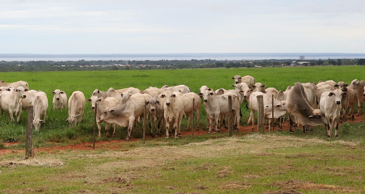 CV Nelore Mocho oferece 500 animais a pre&ccedil;os fixos em edi&ccedil;&atilde;o que celebra 40 anos de sele&ccedil;&atilde;o gen&eacute;tica