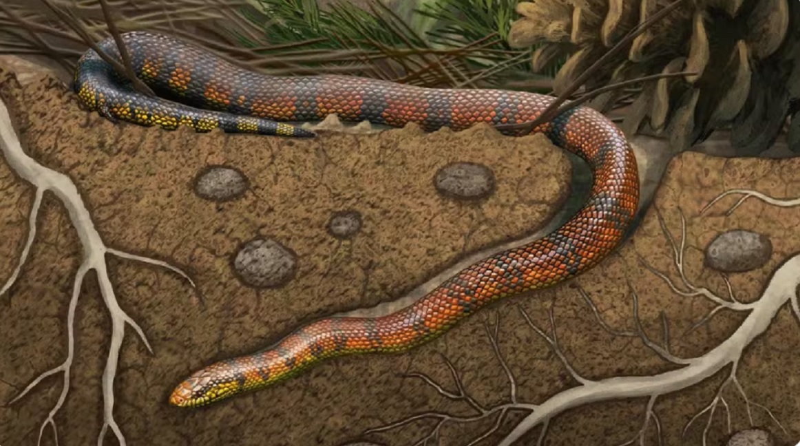 F&oacute;ssil raro achado no Brasil revela nova esp&eacute;cie de cobra que viveu h&aacute; milh&otilde;es de anos