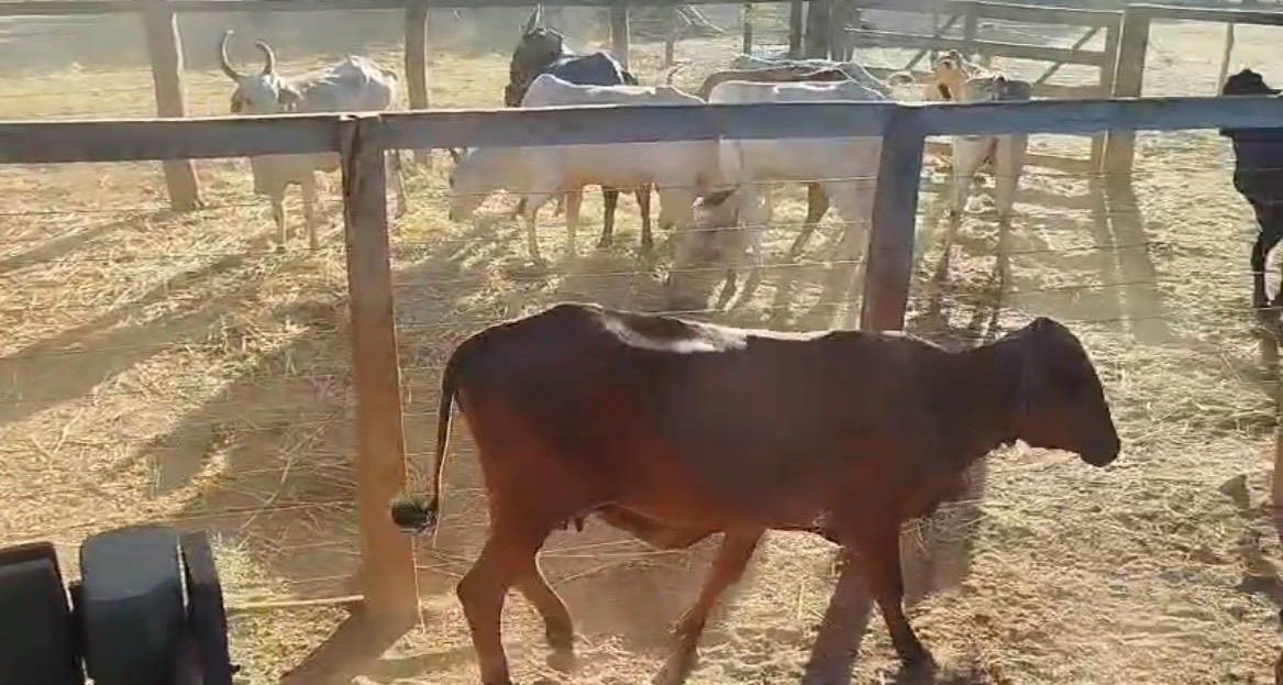 Pol&iacute;cia Civil recupera rebanho furtado e apreende caminh&atilde;o em Pedro Afonso