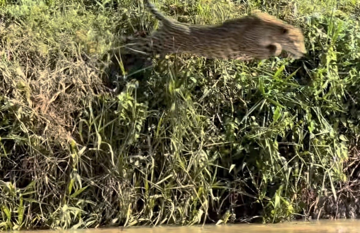 On&ccedil;a-pintada d&aacute; bote em capivara e cena impressiona; veja o v&iacute;deo
