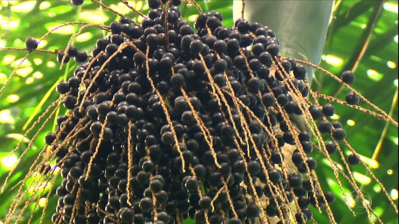Quase ningu&eacute;m conhece, mas esta planta brasileira acaba de ser eleita uma das melhores do mundo