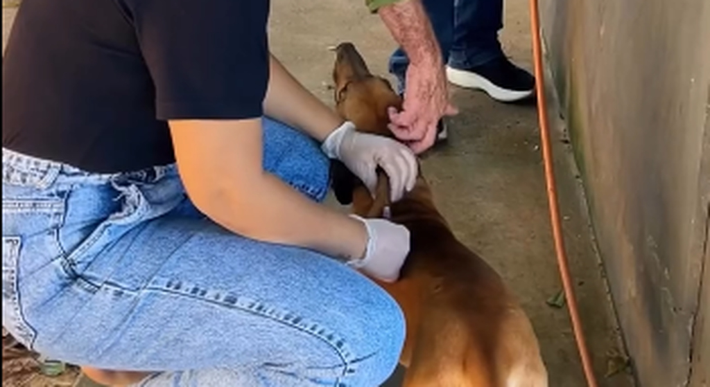 Santa Maria do Tocantins vacina c&atilde;es e gatos contra raiva