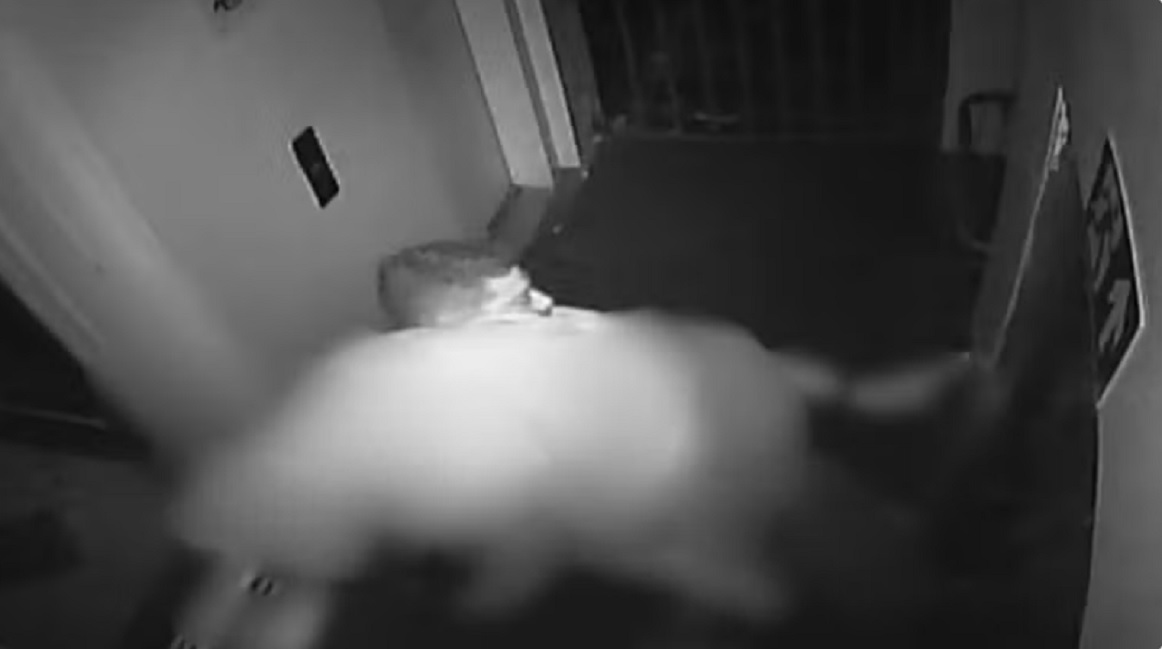 Imagens revelam sargento levando capit&atilde; da PM nos ombros antes de chegar ao hospital
